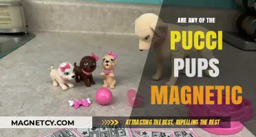 Exploring the Magnetic Mystery of Pucci Pups: Facts and Fun