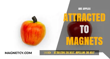 Do Apples Stick to Magnets? Unraveling the Myth of Magnetic Fruits