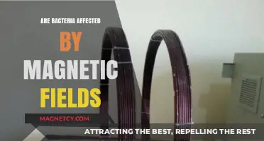 Exploring the Impact of Magnetic Fields on Bacterial Behavior
