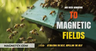 Exploring the Fascinating World of Bees and Magnetic Fields