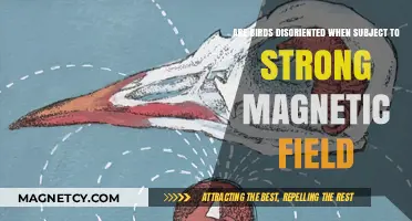 Magnetic Fields and Feathered Friends: Unraveling the Mystery