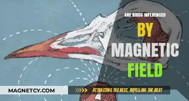 Exploring the Mysterious Connection: Do Magnetic Fields Influence Birds?