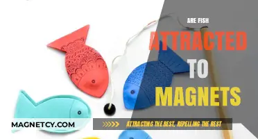 Do Magnets Attract Fish? Exploring the Science Behind the Myth