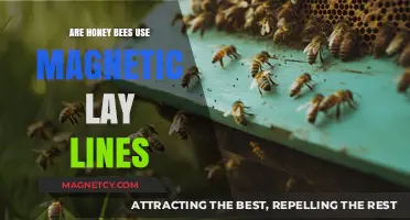 Do Honey Bees Navigate Using Earth's Magnetic Ley Lines?