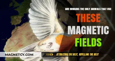 Do Magnetic Fields Guide Only Humans or Other Animals Too?