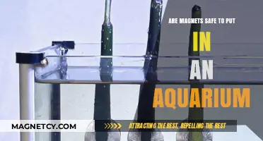 Exploring Aquarium Safety: The Do's and Don'ts of Using Magnets