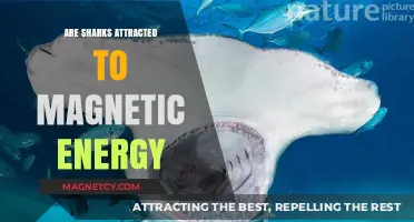 Sharks and Magnetic Energy: Unraveling the Mysterious Attraction Myth