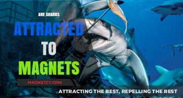 Do Magnets Attract Sharks? Unraveling the Myth and Science Behind It