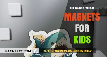 Magnetic Mysteries: Do Sharks Really Fear Magnets?