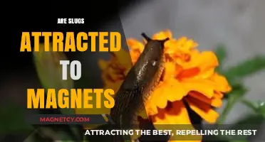 Do Magnets Attract Slugs? Unraveling the Myth and Science