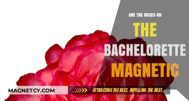 Enchanting Bachelorette Roses: Unveiling the Magnetic Mystery