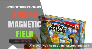 Nature's Hidden Magnets: Exploring Animals with Remarkable Magnetic Abilities