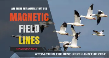 Animals Navigating Earth's Magnetic Fields: Unseen Forces Guiding Wildlife