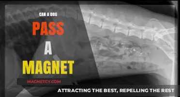 Can Dogs Safely Pass Magnets? Risks and What to Do