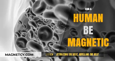 Can Humans Be Magnetic? Exploring the Science Behind Bio-Magnetism
