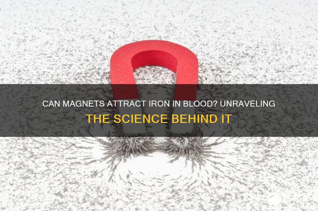can a magnet attract iron in blood