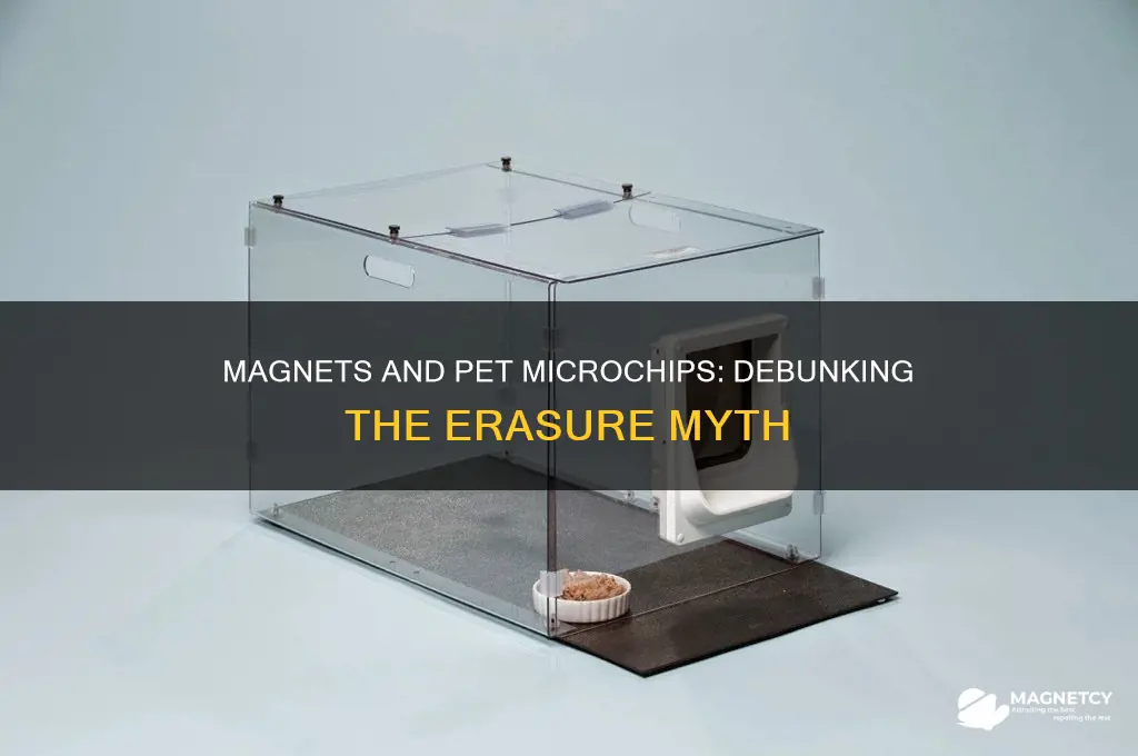 can a magnet erase a pet microchip