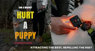 Can Magnets Harm Puppies? Understanding the Risks and Safety Tips