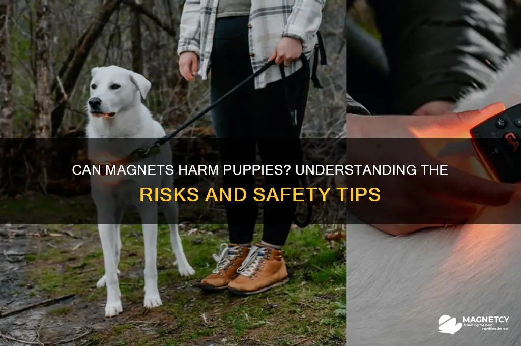 can a magnet hurt a puppy