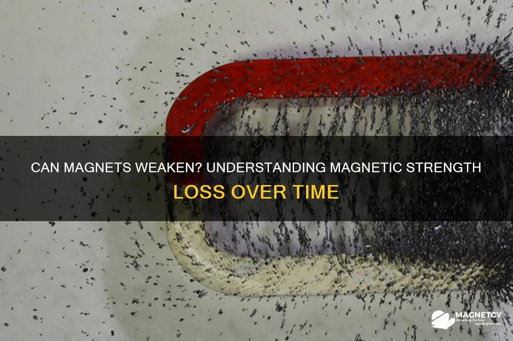 can a magnet lose its strength