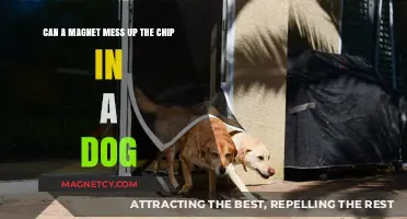 Can Magnets Harm Dog Microchips? Facts and Safety Tips