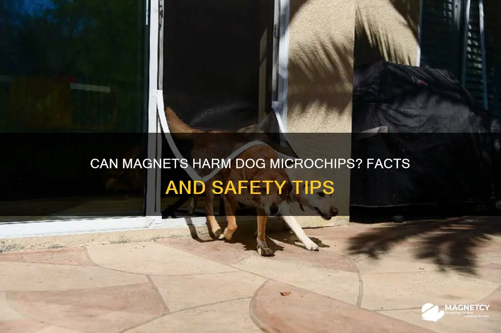 can a magnet mess up the chip in a dog