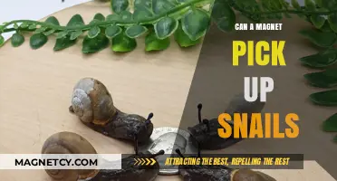 Can Magnets Attract Snails? Unraveling the Myth and Science