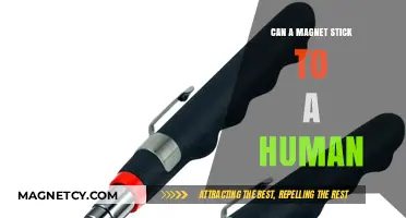 Can Magnets Stick to Humans? Debunking Myths and Facts