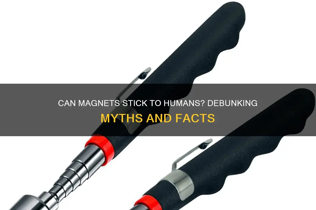 can a magnet stick to a human