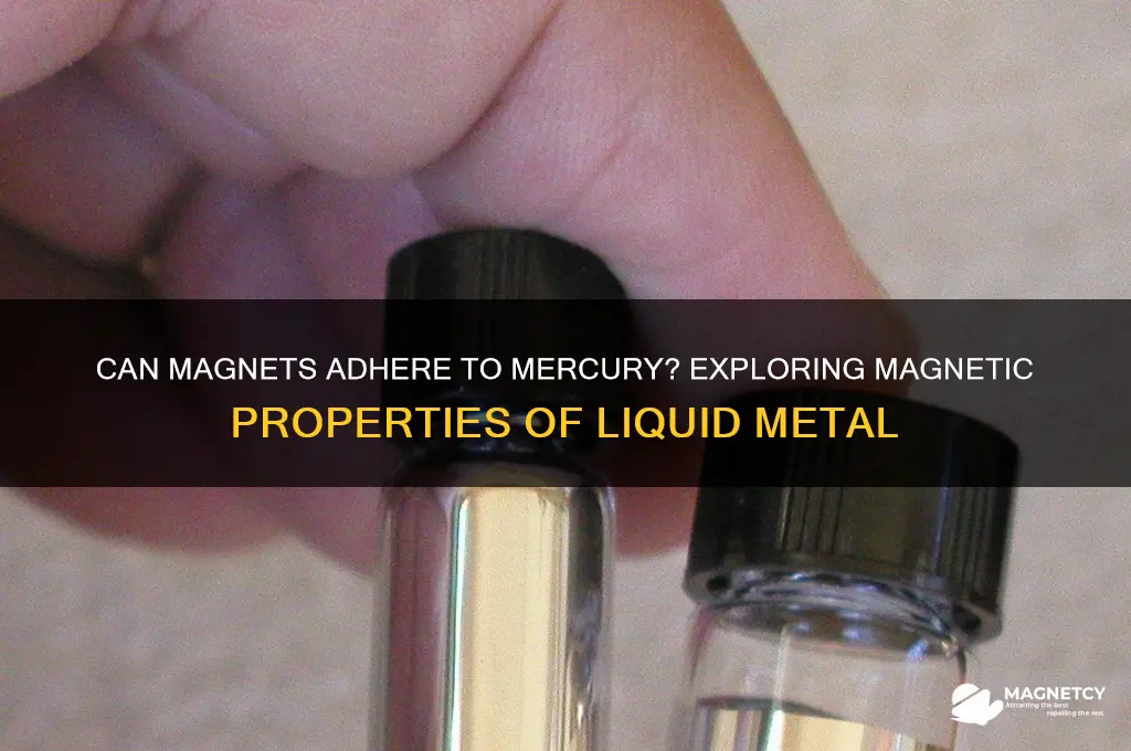 can a magnet stick to mercury