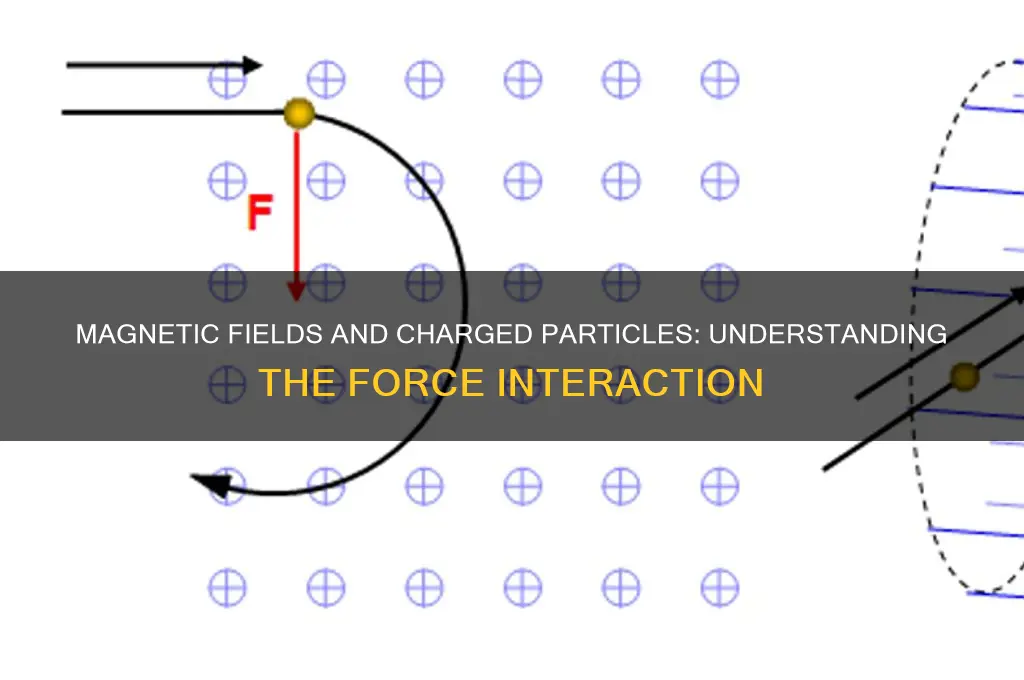 can a magnetic filed exert a force ona charge