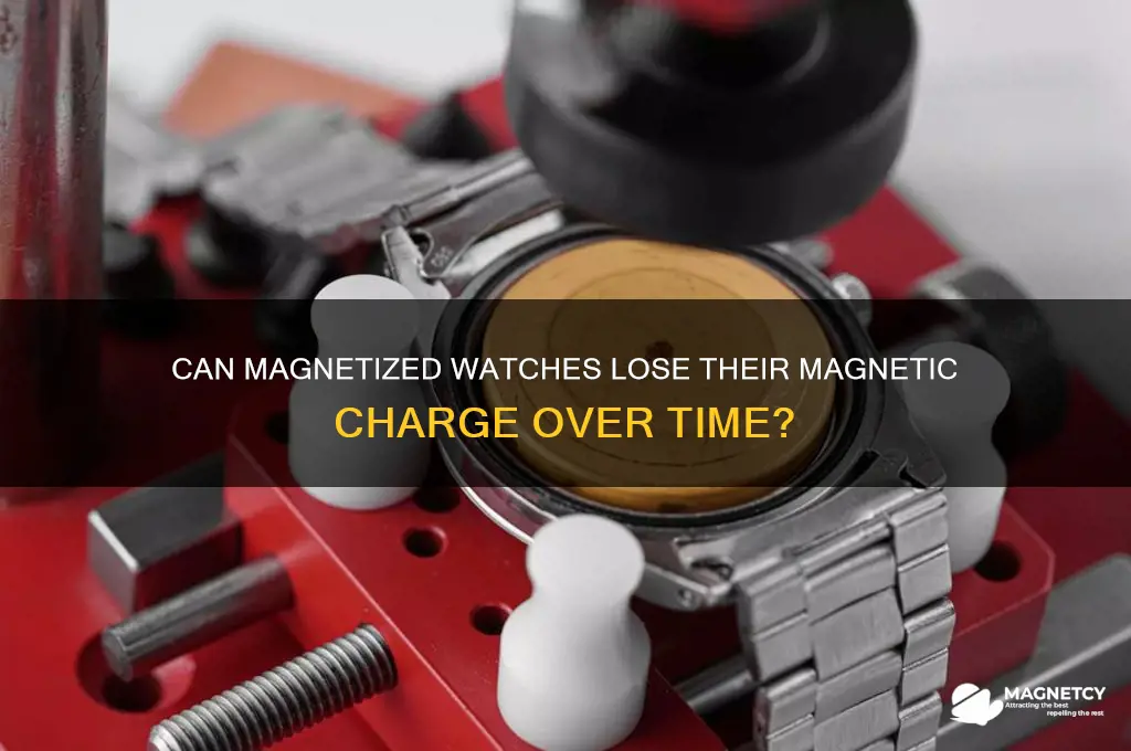 can a magnetized watch lose magnetism