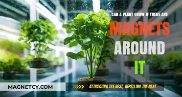 Magnets and Plant Growth: Unveiling the Surprising Effects on Greenery