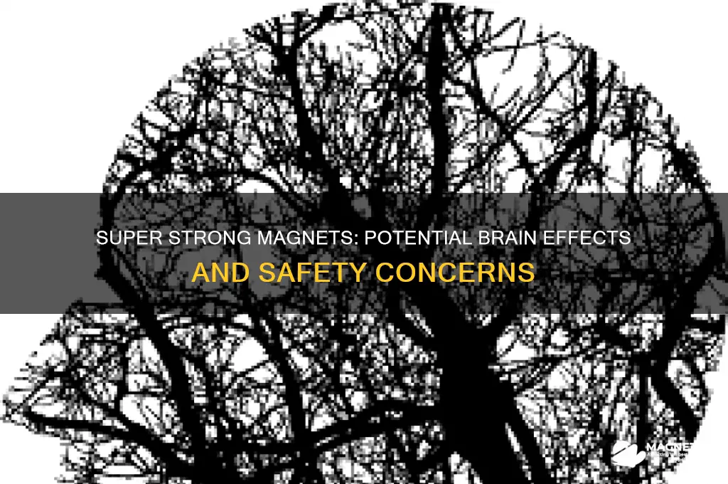 can a super strong magnet affect your brain