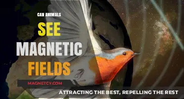 Do Animals Perceive Earth's Magnetic Fields? Unveiling Nature's Hidden Senses