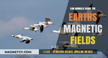 Animals' Magnetic Sense: Unveiling Earth's Hidden Navigation Secrets