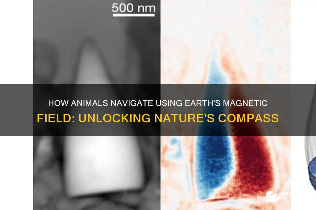 can animals use the earth