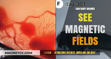 Do Baby Sharks Detect Magnetic Fields? Unveiling Their Hidden Senses