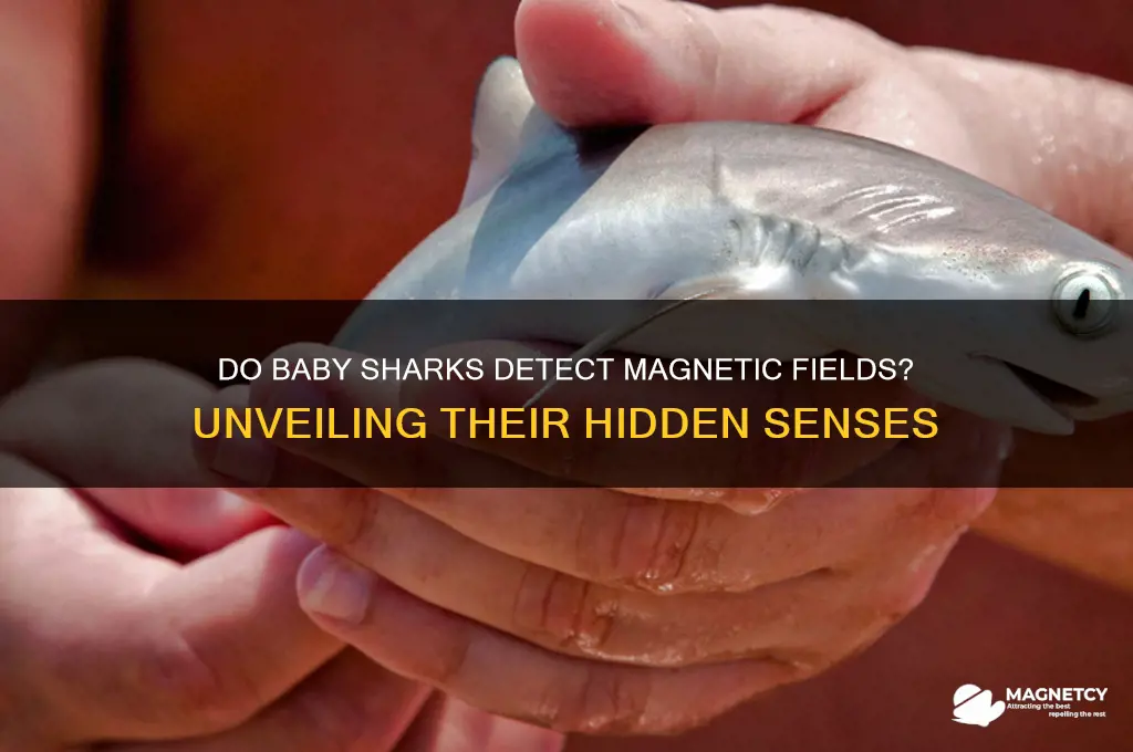 can baby sharks see magnetic fields