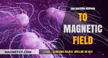 Magnetic Sensitivity in Bacteria: Unveiling Their Response to Earth's Fields