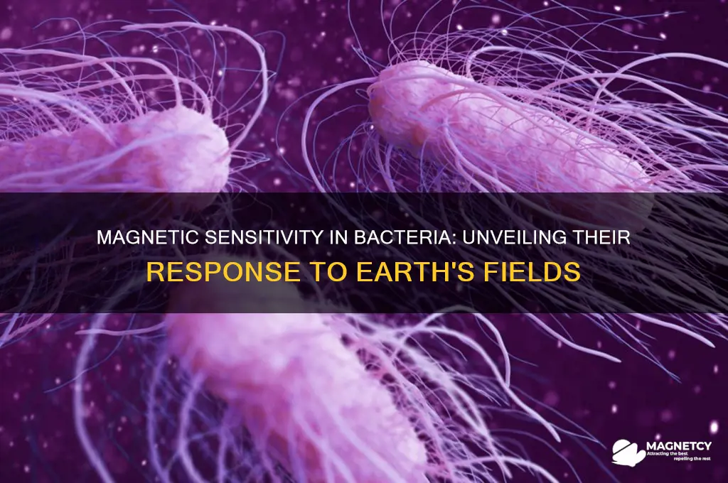 can bacteria respond to magnetic field