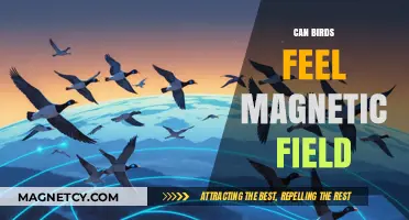 Do Birds Sense Earth's Magnetic Field? Unveiling Avian Navigation Secrets