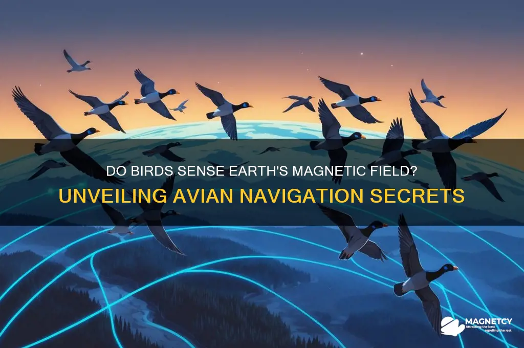 can birds feel magnetic field
