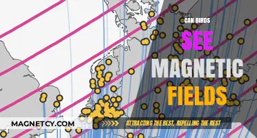 Do Birds Navigate by Sensing Earth's Magnetic Fields?