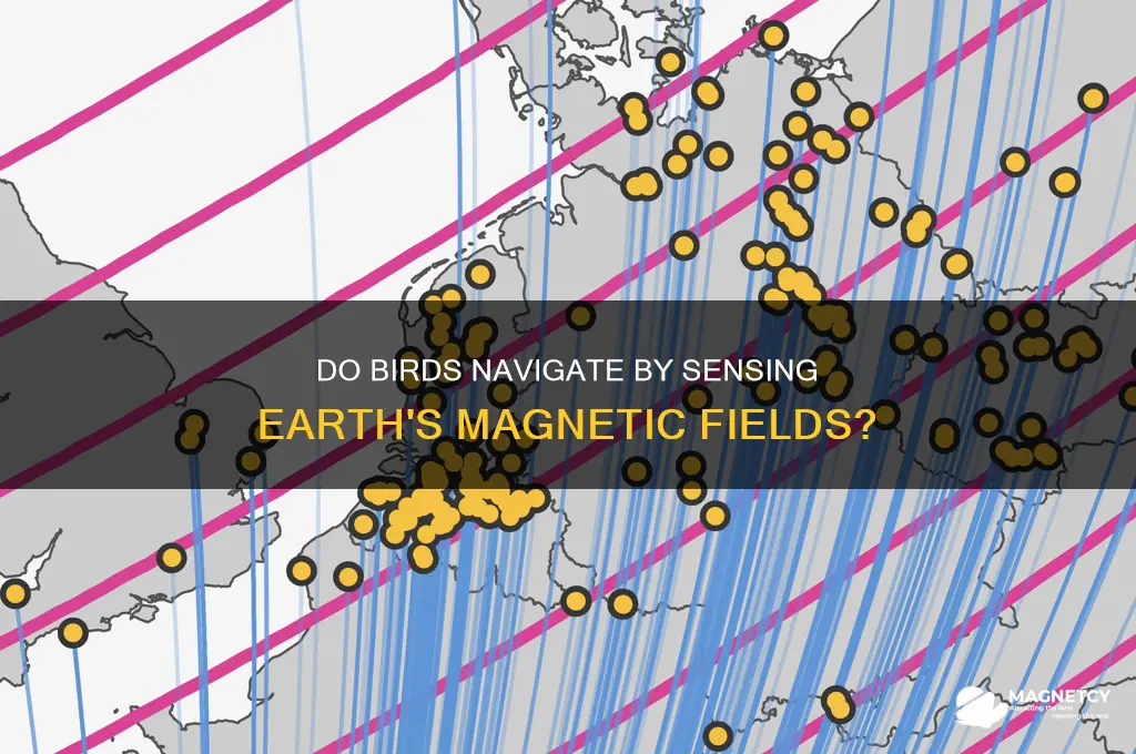 can birds see magnetic fields