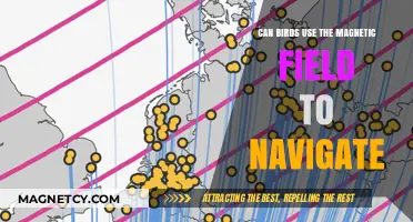 Magnetic Navigation: How Birds Use Earth's Field to Find Their Way