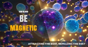 Is Blood Magnetic? Unraveling the Science Behind Magnetic Properties