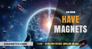 Can Magnets Influence Brain Function? Exploring the Science and Myths