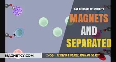 Magnetic Cell Separation: Attaching and Isolating Cells with Magnets