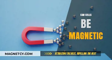 Exploring the Magnetic Potential of Biological Cells: Fact or Fiction?